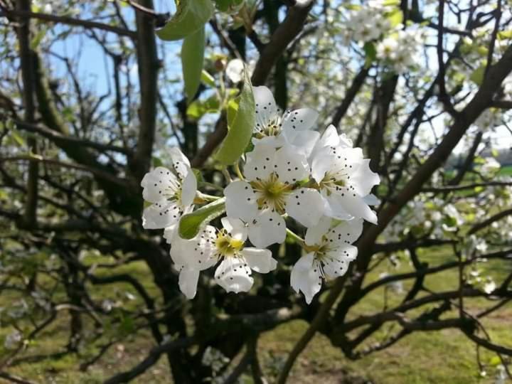 סומה לומברדו Azienda Agrituristica Scotti מראה חיצוני תמונה